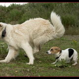 Foto van Hetty & Skipper