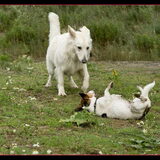 Foto van Hetty & Skipper