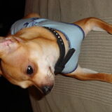 louiske