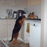 Foto van liesbeth,Turbo,Luna, Levi en Faith