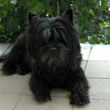 Buddy onze cairn terriër (overleden 28-08-2007)