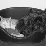 Sambal en Buddy samen in de mand