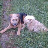 Foto van liesbeth,Turbo,Luna, Levi en Faith