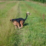 Foto van liesbeth,Turbo,Luna, Levi en Faith