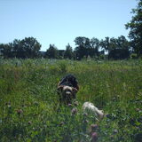Foto van liesbeth,Turbo,Luna, Levi en Faith
