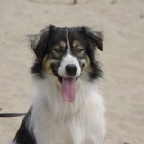 Onze adoptiehond Sam uit spanje