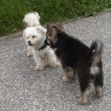 Boris & Boomer