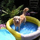 poochy