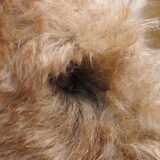 close up Morris