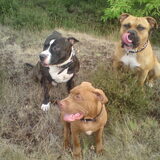 The Pack, MoJo zat helaas vlak buiten beeld te poepen hahahaha