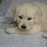 Foto van Sem en Nala <3