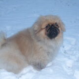 vuitton in de sneeuw