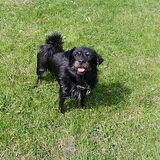 Lieve chicky