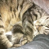Lieve Jet-Li.. Ik hou van mijn kat!!
