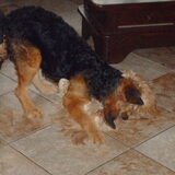 Foto van liesbeth,Turbo,Luna, Levi en Faith