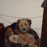 Foto van liesbeth,Turbo,Luna, Levi en Faith