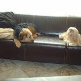 Foto van liesbeth,Turbo,Luna, Levi en Faith
