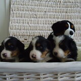 trio teefjes morgen 3 weken oud