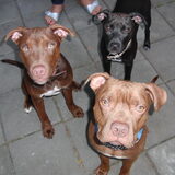king, chyva en spikey