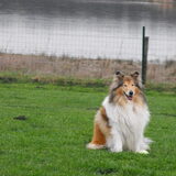 Jura is even oud als Trico. en is moeder van Stevie, onze reu