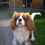 Foto van arno