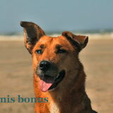 Mila op het strand(gemaakt door een hobby fotografe)