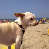 Foto van Amber