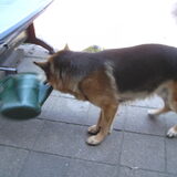 ashwin gaat even de planten water geven