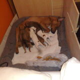 04-01-2009 voor het eerst slapen in de slaapkamer met alle pups. Op…