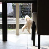 een halve zzoef in de tuin, nadat hij snel het knuffeltej van lorenzo…