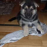 toen was hij nog een pup!