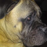 Igor r.i.p