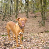 lekker wandelen in de bossen