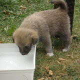 superschattig en lief pupje, zusje van de andere keeshondjes