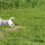 Actie foto van Princess in een weiland - voor dat de schapen er kwamen.