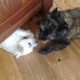 Amy en Chelsea, aan het spelen.