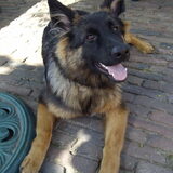 Ziva ligt lekker buiten op het terras; zomer 2010.
