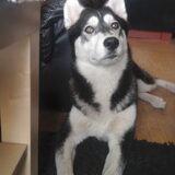 Foto van Orchidee&Huskpower; Misty&Fakie <3