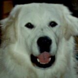 Ravasz ,onze tweede Kuvasz-reu. Hij was een geweldige vent!Een super en…