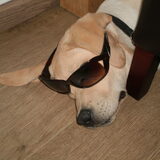 hippe bril