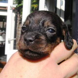 Ook hier is Doortje 5 weken!Het was liefde op het eerste gezicht!