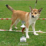 Beste pup in show!