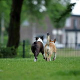 Saampies op pad