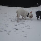 Lekker in de sneeuw aan het spelen.