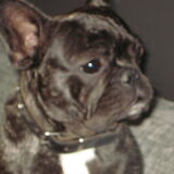 Skummie onze franse bulldog.