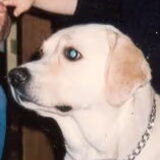 Bolko, ook zo'n geweldige hond. Wat een lieverd was dit. Ze is al lange…