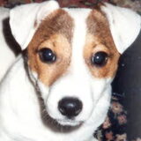 Sjonnie, een prachtige Jack Russell. Helaas is hij een week nadat hij 1…