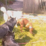 Diva met zijn matties:D