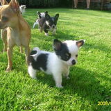 Gucci die nu groot is met de puppy's (niet van haar :)de mama is er…