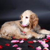 Oliver in de roze blaadjes
